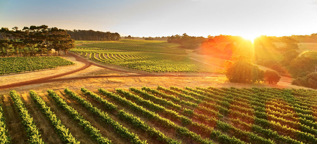 Leeuwin vineyard